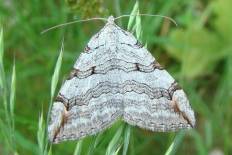 Nephopterix rhyparella - Großer Johanniskraut-Spanner (Grauspanner, )